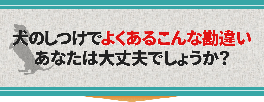 犬のしつけでよくあるこんな勘違いあなたは大丈夫でしょうか?