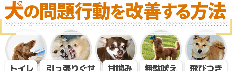 4000組以上の犬と飼い主に関わってきた犬のエキスパートが明かす科学的に確立された犬の問題行動を改善する方法